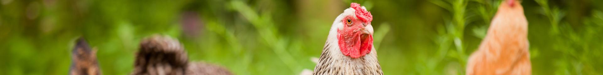 poulet entier congolés, Poulet entier